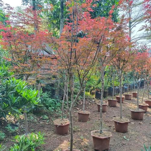 Jual Maple america red - usa red maple - american red maple - Kab ...