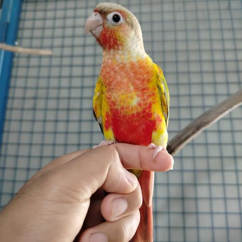 Jual pineapple conure red factor jinak remaja Sleman
