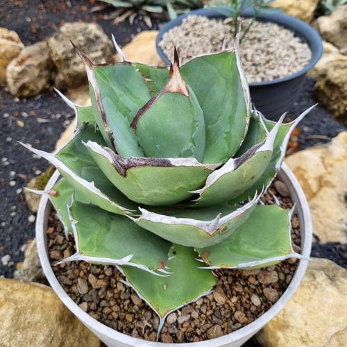 Jual Agave titanota juggernaut real juggernaut - Kab. Blora 