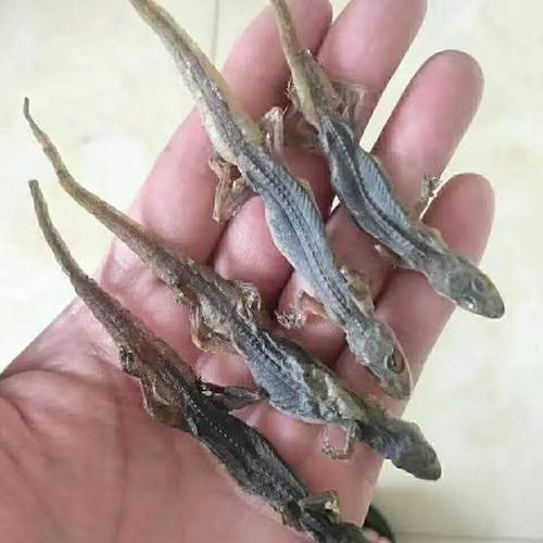 Jual 10 G 50 GR 100 GRAM 壁虎 BI HU DRIED HOUSE LIZARD CICAK KERING - 10 ...