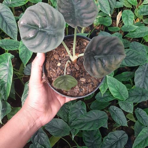 Alocasia Okinawa Silver, Oreilles D'éléphant | À L'ombre Des Figuiers - Foto 5