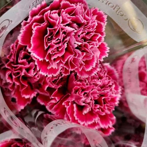 Jual bunga carnation asli fresh segar - Jakarta Pusat - Jaya Perkasa ...