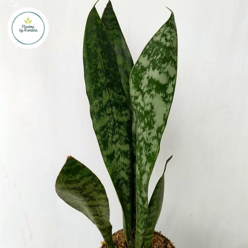 Promo Sansevieria Trifasciata Green Tiger | Tanaman Hias Indoor Lidah ...