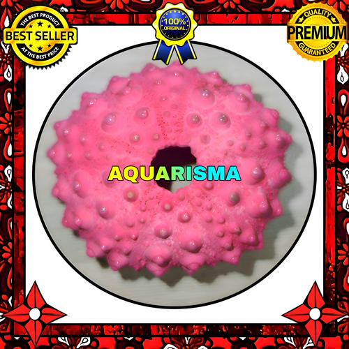 Jual HIASAN AQUARIUM - CANGKANG BULU BABI PINK ECHINUS TYLODES ...