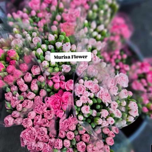 Jual bunga carnation per 10 tangkai bunga fresh - Jakarta Barat ...