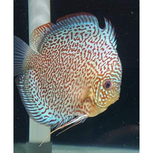 Jual discus leopard panthera 5 inch female / diskus leopard panthera 5 ...