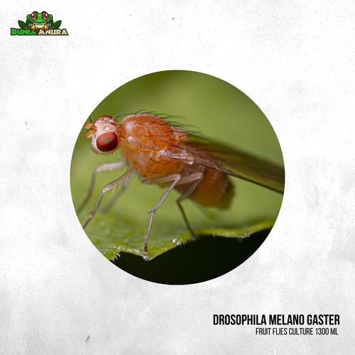 Jual Fruit fly (flight less) hidup untuk pakan hewan - Jakarta Barat ...