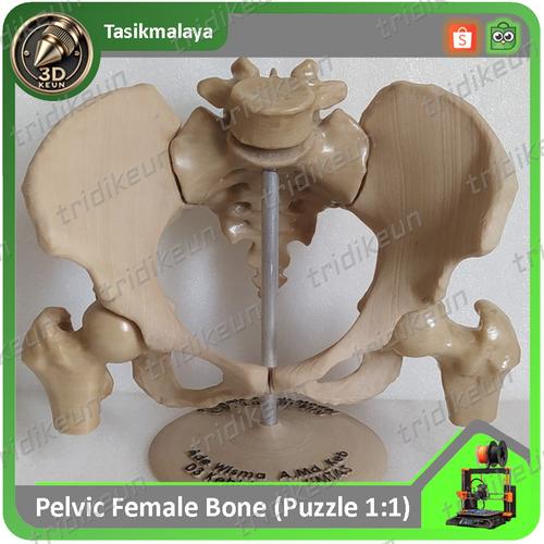 jual-alat-peraga-tulang-panggul-wanita-kota-tasikmalaya-tridikeun