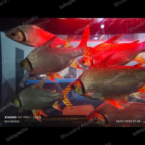 Ikan Rff Jual Ikan Red Feifeng American Flagtail (Flagtail Prochilodus) RFF - L ...