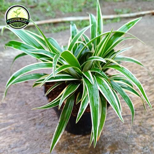 Jual BISA COD Tanaman Hias Spider Plant Liliparis Tanaman Lili Jual BISA COD Tanaman Hias Spider Plant Liliparis Tanaman Lili