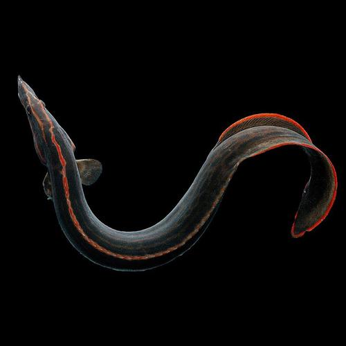 Jual Fire Eel / Sili Api / Mastacembelus Erythrotaenia - 50cm - Kota ...