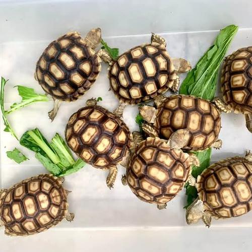 Jual Kura-kura/ Darat sulcata 7,5cm Bogor Penghobi