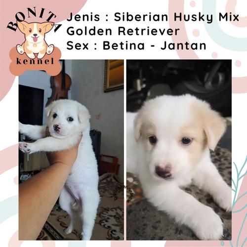 Golden Retriever Pomeranian Mixed Japanese Spitz Golden Retriever