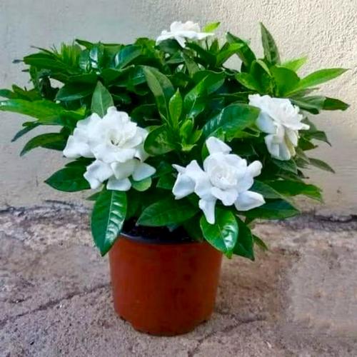 Jual Bibit Tanaman Hias Bunga Ceplok Piring - Cepiring + Kaca Piring ...