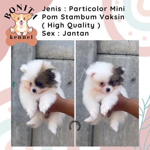 Pomeranian Dog Puppy Uglies Pomeranian Pom Mix Jual Mini Pom