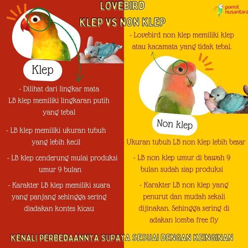 Jual Lolohan Lovebird Non Klep Roseicollis Green Kota