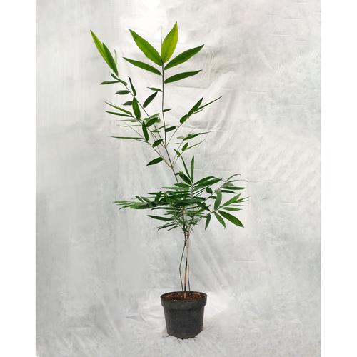 Jual Bibit bambu petung/asper/kultur jaringan/bambu industri Kab