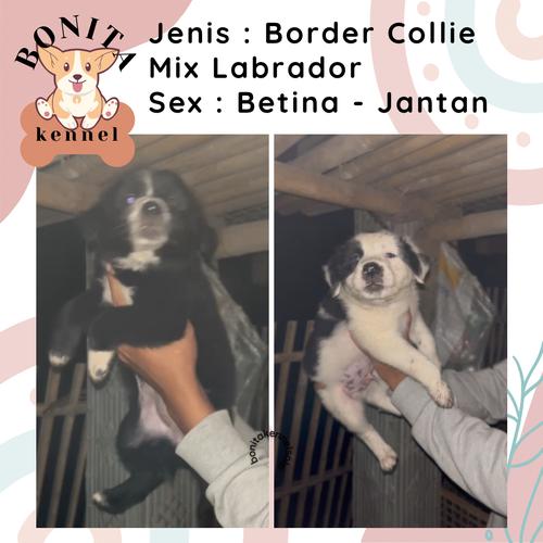 Jual Border Collie Mix Labrador Retriever Anak Anjing Border Collie