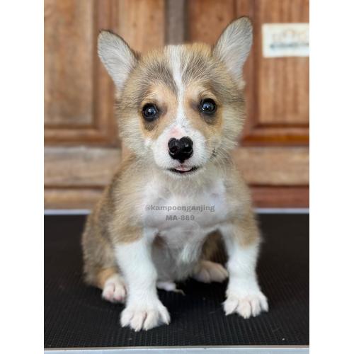 Jual Pembroke Welsh Corgi Jantan, Imut dan Ceria, Siap Menjadi