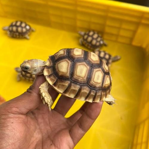 Jual kura-kura darat sulcata size 8cm Bogor Penghobi