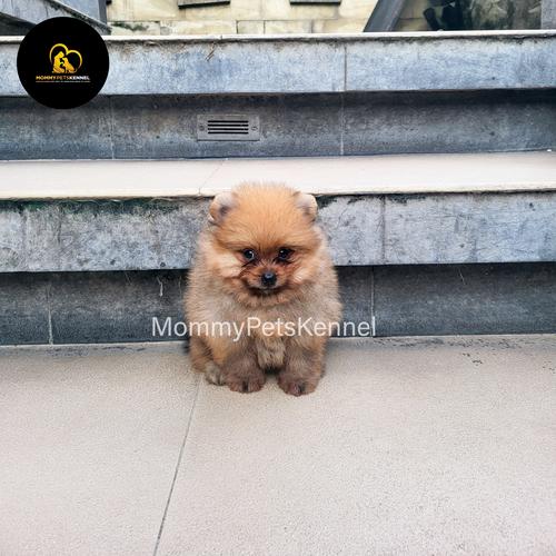 Jual pomeranian supermini Pom anjing termurah !!!! Kota