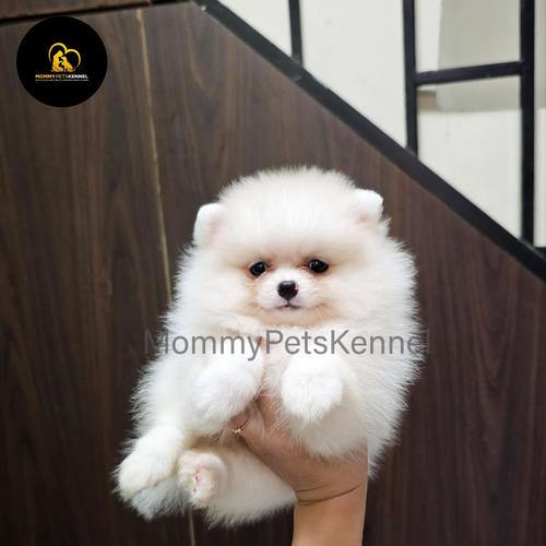 Jual jual anjing supermini Pom TERMURAH !!!! Kota Administrasi
