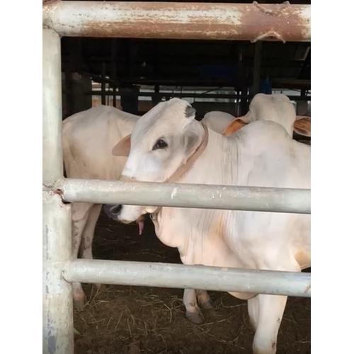 Jual Sapi PO Putih Bening Mulus Padat kelas Standard by Rizki Kurban di ...