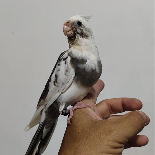 Jual Baby Falk Cockatiel Parkit Australia WF/White Face