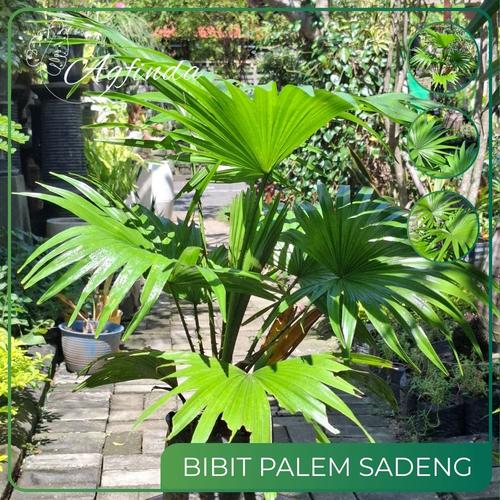 Sadeng Tree Jual Bibit Palem Sadeng | Tanaman Hias Outdoor/Tempat Panas | Livistona ...