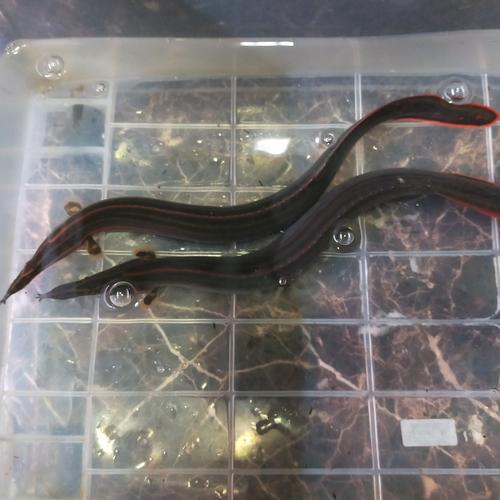 Jual ikan Sili api ukuran 40-45cm - Jakarta Barat - EXOFISH RAWA BUAYA ...