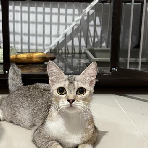 Jual Kitten Kucing BSH Mix Exotic Shorthair X Persia Kota