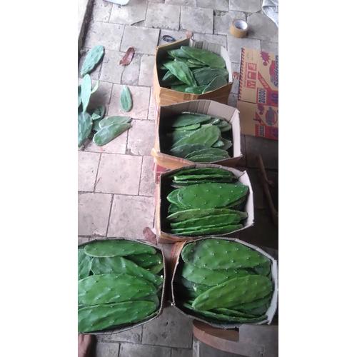 Foto Produk KAKTUS CENTONG SEGAR, Makanan torto, kura kura darat, tortoise 1kg dari HobbiesKoi