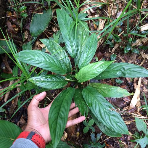 Aglaonema Simplex　Java Indonesia Aglaonema Simplex Variegated – Plant Majesty