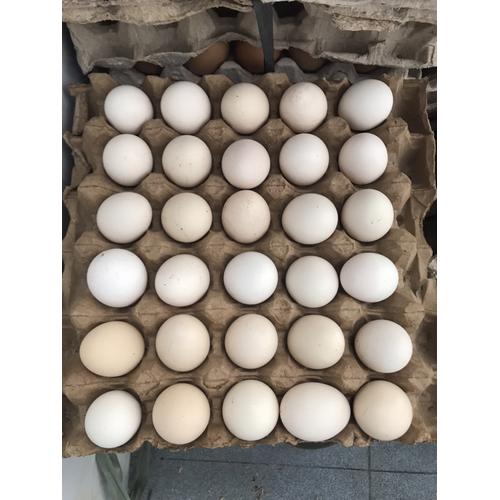 Jual Telur Ayam Kampung Jakarta Barat Hen Hen Tokopedia