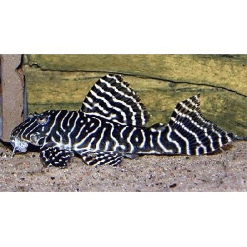tropical fish pleco