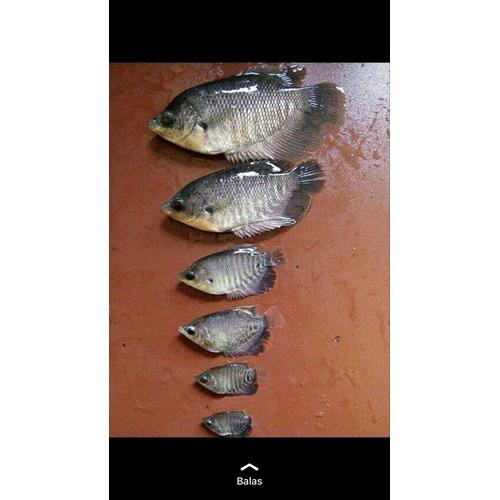 Gambar Benih ikan Gurame ukuran silet dari Haris Benih ikan Bekasi timur Kota Bekasi Tokopedia