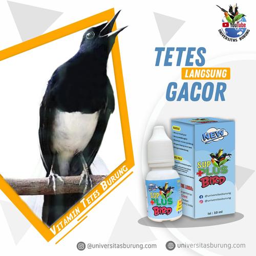 Vitamin Burung Murai Kacer Love Bird Gantangan Untuk Persiapan Lomba Energy Fit Lazada Indonesia