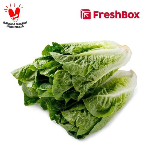 Foto Produk Romaine Lettuce 500 gr FreshBox dari FreshBox