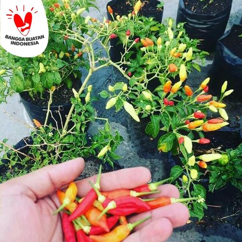 Foto Produk pohon cabe. sudah ada cabenya dari unique smart