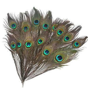 58 Koleksi Gambar Burung Merak Cantik HD