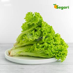 Gambar Selada Hijau Keriting 200-250 gram Sayur Segari dari Segari Kota Tangerang Selatan Tokopedia