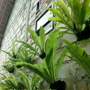 Jual Tanaman Hias Kadaka Mini Jenis Asoenium Scorpio Kode 1 Kode 2 Kode Jakarta Selatan Unikaryaniyani Tokopedia