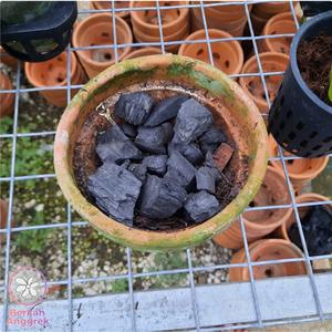 Jual Arang Kayu Premium Media Tanam Anggrek Kota Madiun Berkahanggrek Tokopedia