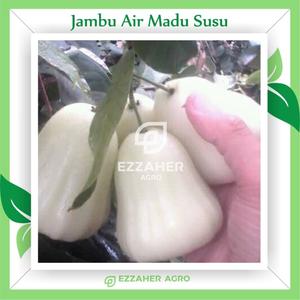 Jual Bibit Tanaman Buah Jambu Air Madu Susu Kab Bandung Rumah Bibitku Tokopedia