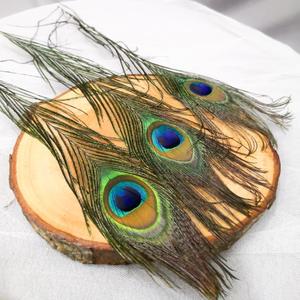 880 Gambar Burung Merak Asli HD Terbaik