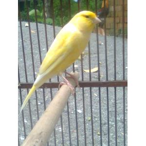 Jual Jual Burung Kenari Af Super Afs Rasa F1 Ys Betina U/ Ternak Produksi - Kota Tangerang Selatan - BURUNG LOVEBIRD KENARI | Tokopedia