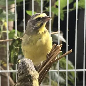 Jual Burung mozambik - Kota Denpasar - falicya | Tokopedia