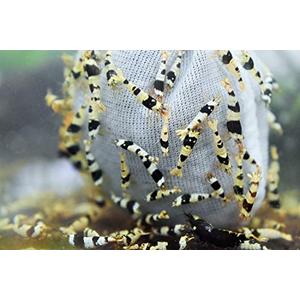 10+1 CBS Crystal Black Shrimp (Mixed Grade S-SSS) Live Freshwater Aquarium Shrimp - Beginner Friendly