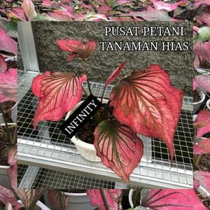 Jual Umbi caladium Infinity bonggol keladi PUSAT PETANI TANAMAN HIAS ...