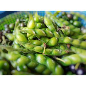 Jual sayur gude segar/kacang hiris/kacang bali/ritik lias/kacang kaju - Jakarta Pusat - Chord Store | Tokopedia